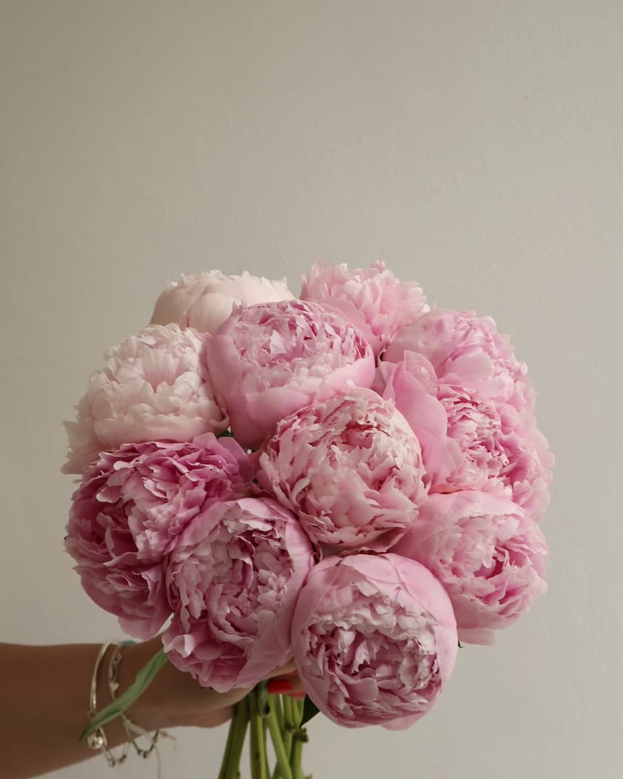 Pure Peony