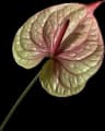Anthurium