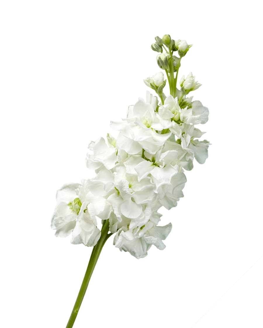 WHITE DOUBLE STOCK